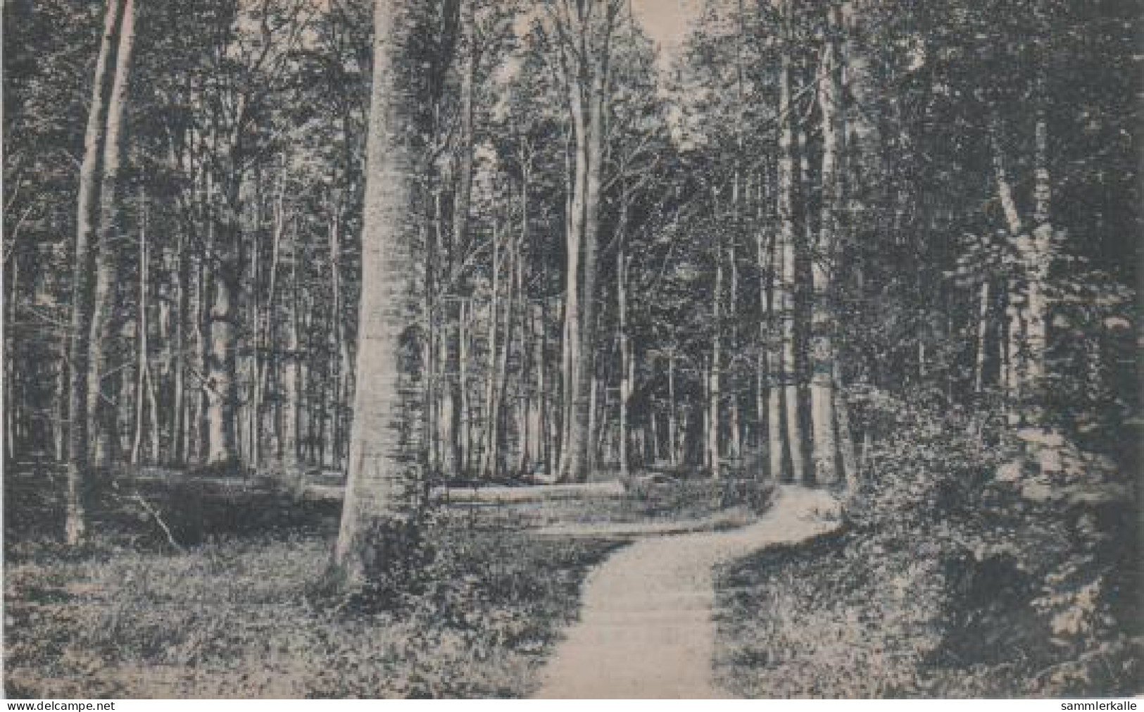 8248 - Ostseebad Dahme Hiolst. - Waldpartie - Ca. 1935 - Dahme