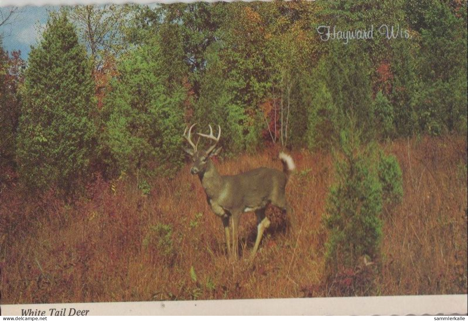 33476 - USA - Hayward - White Tail Deer - Ca. 1975 - Other & Unclassified