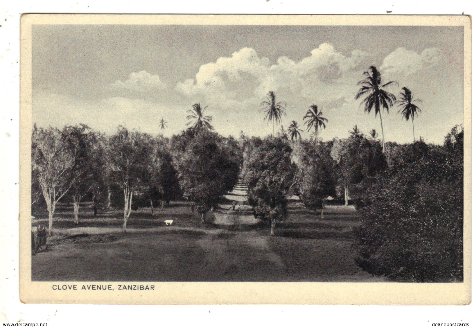 Zanzibar - Clove Avenue, General View - Tansania
