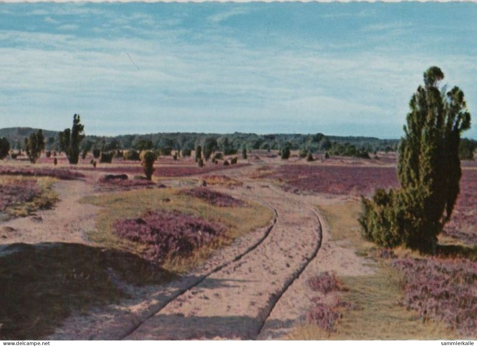 99289 - Lüneburger Heide - Ca. 1975 - Lüneburger Heide