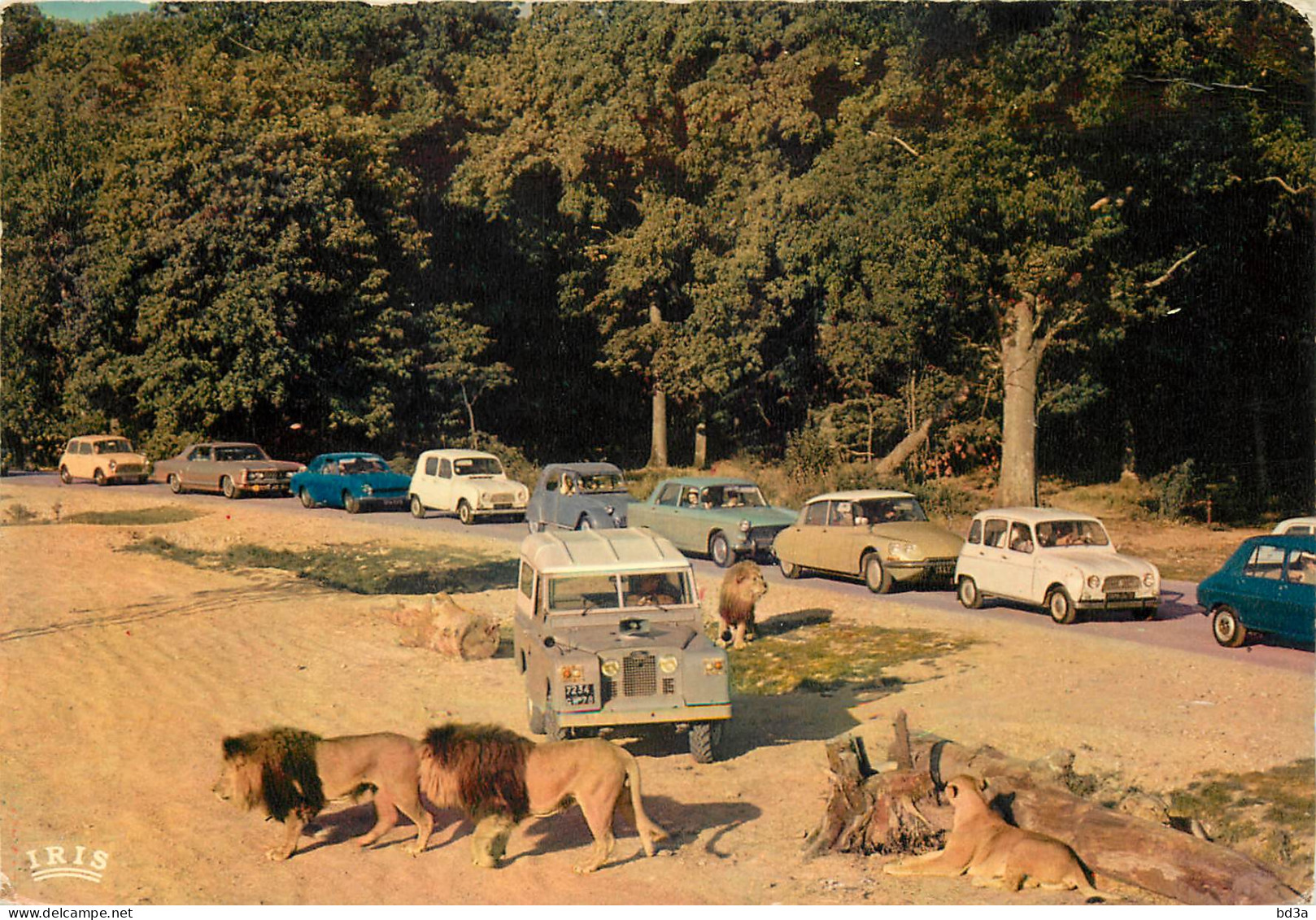 78 - CHÂTEAU DE THOIRY RESERVE AFRICAINE LES LIONS - Thoiry