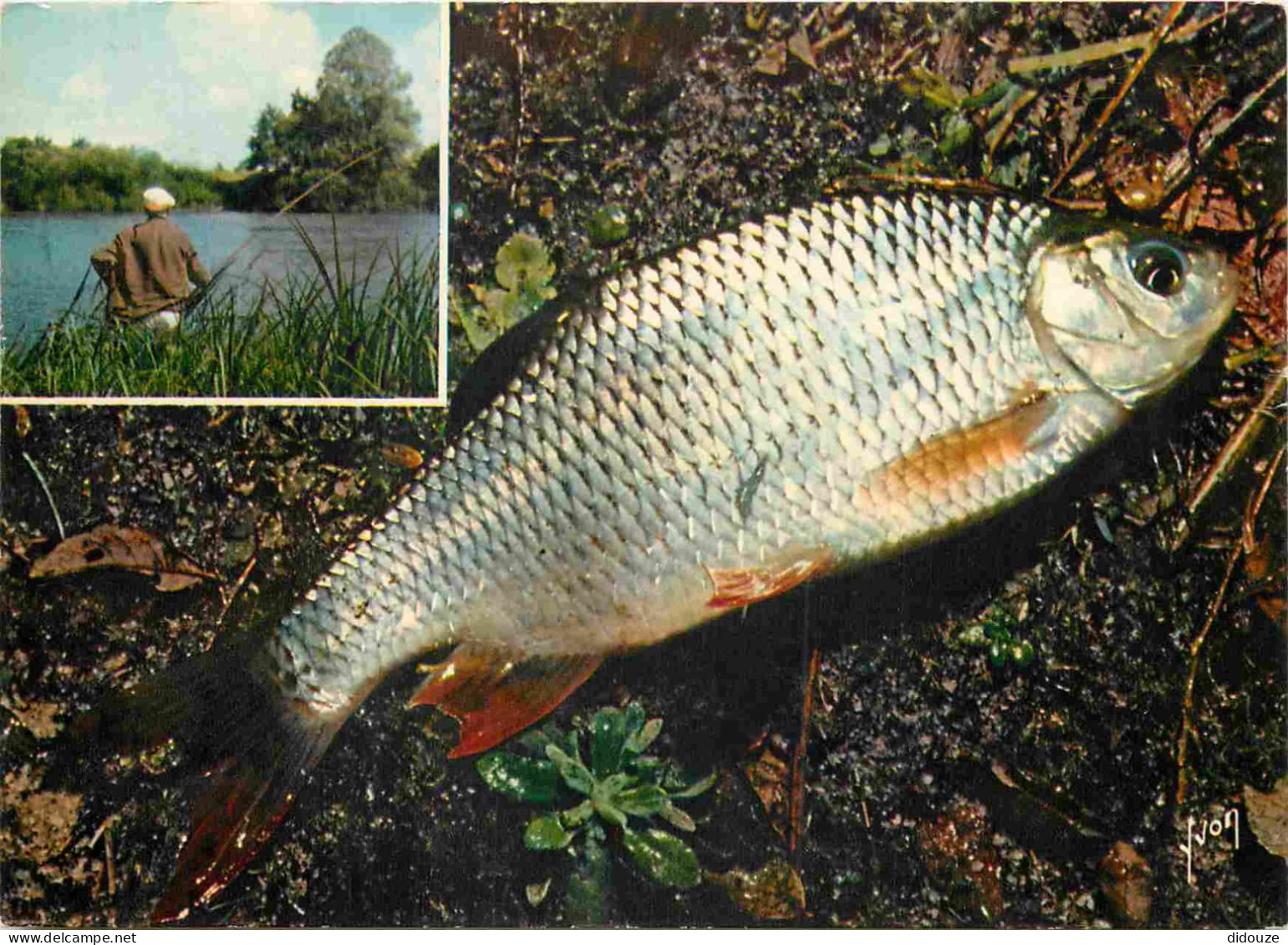 Animaux - Poissons - Gardon Frit - Recette De Mapie De Toulouse-Lautrec - Cuisine - Gastronomie - CPM - Voir Scans Recto - Poissons Et Crustacés