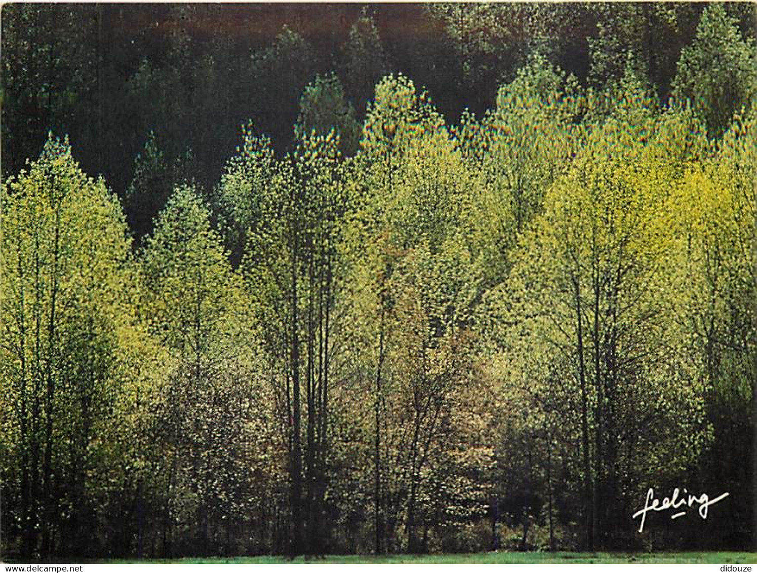 Arbres - Forêt - CPM - Voir Scans Recto-Verso - Bäume