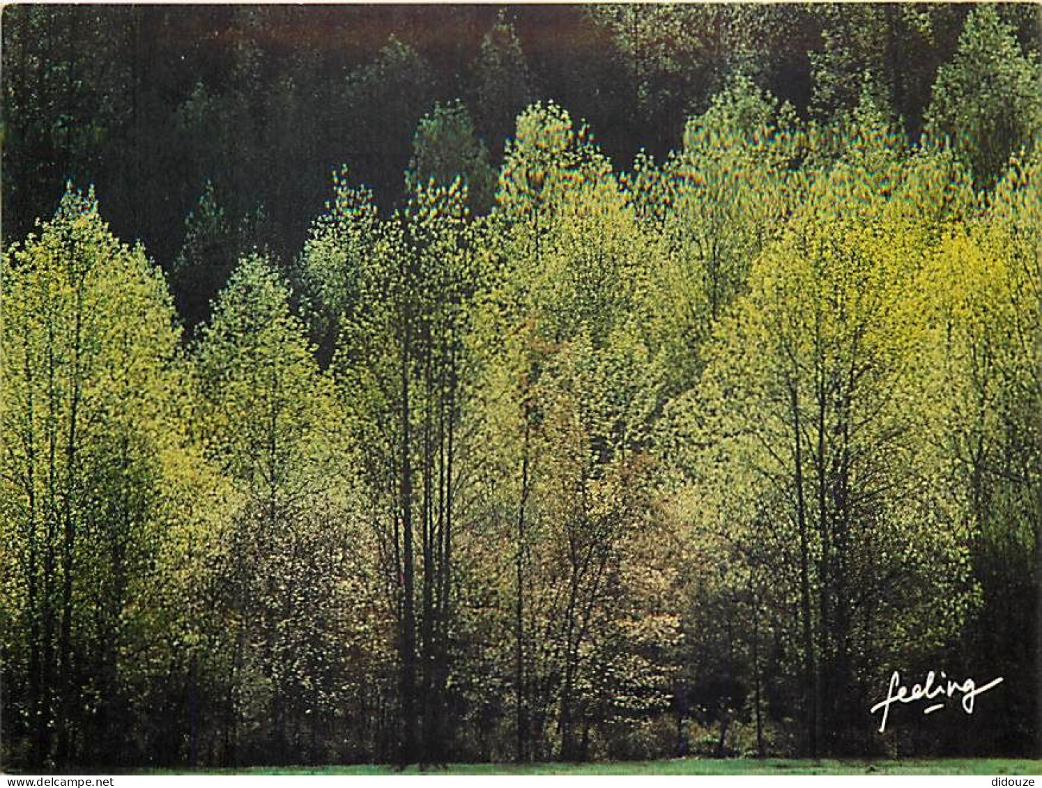 Arbres - Forêt - CPM - Voir Scans Recto-Verso - Árboles