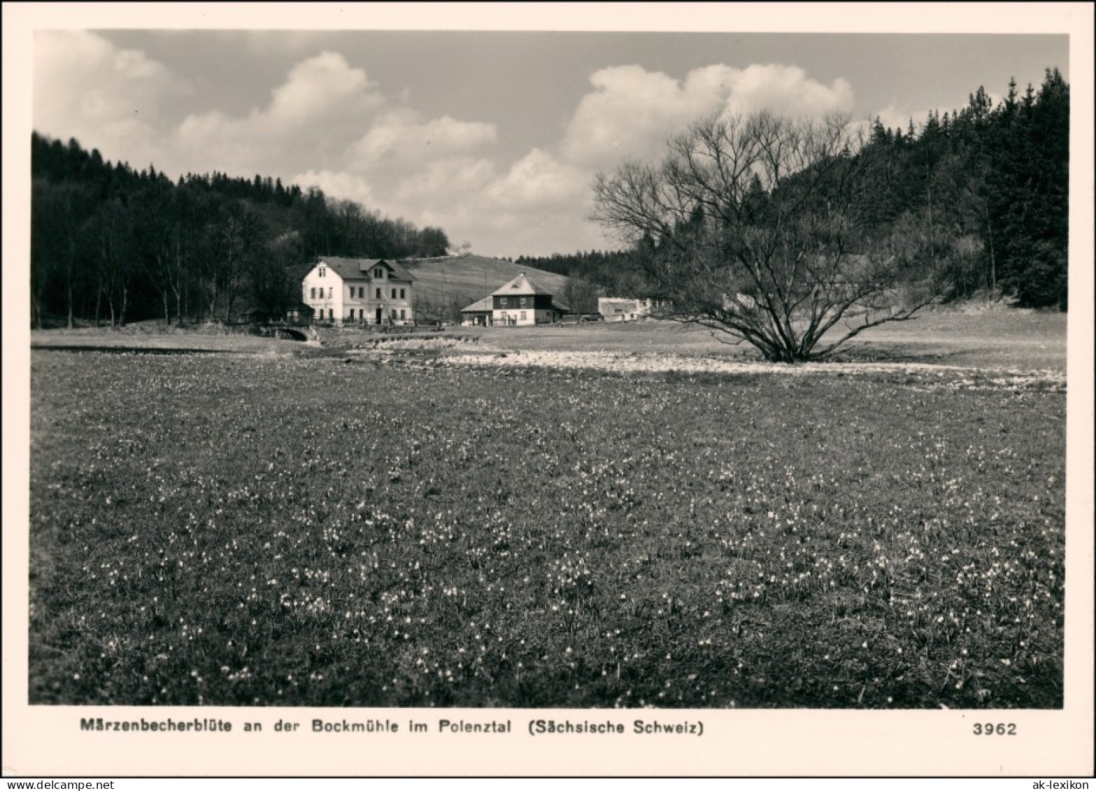 Ansichtskarte Hohnstein (Sächs. Schweiz) Polenztal Bockmühle 1966 - Hohnstein (Sächs. Schweiz)