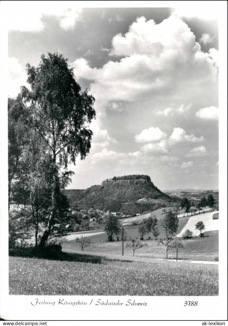 Königstein (Sächsische Schweiz) Festung Sommerwiese Foto Hering 1956 - Koenigstein (Saechs. Schw.)