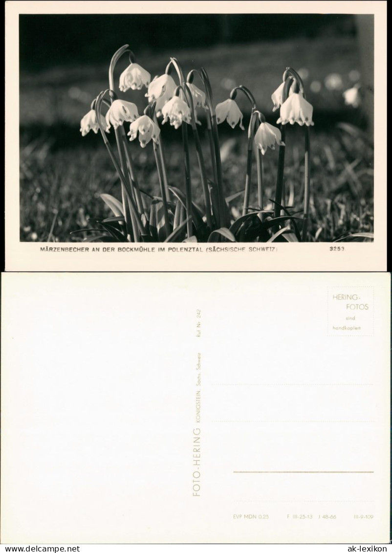 Hohnstein (Sächs. Schweiz) Märzenbächer An Der Bockmühle 1966 - Hohnstein (Sächs. Schweiz)