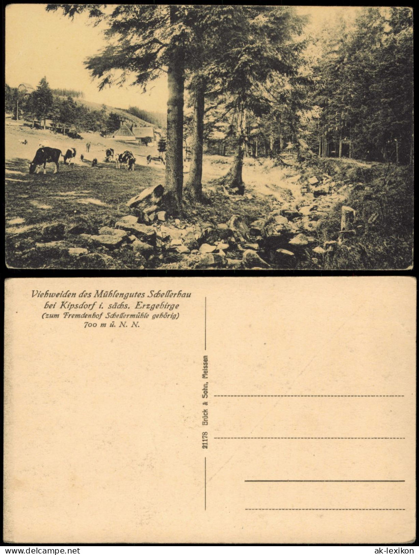 Schellerhau-Altenberg (Erzgebirge) Viehweiden Des Mühlengutes 1915 - Schellerhau