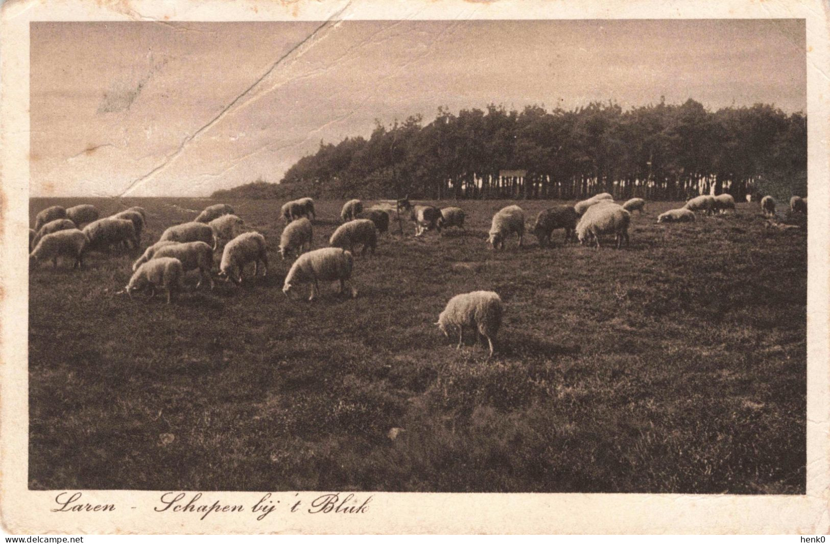 Laren Gooi Schapen Bij 't Bluk NP20 - Laren (NH)