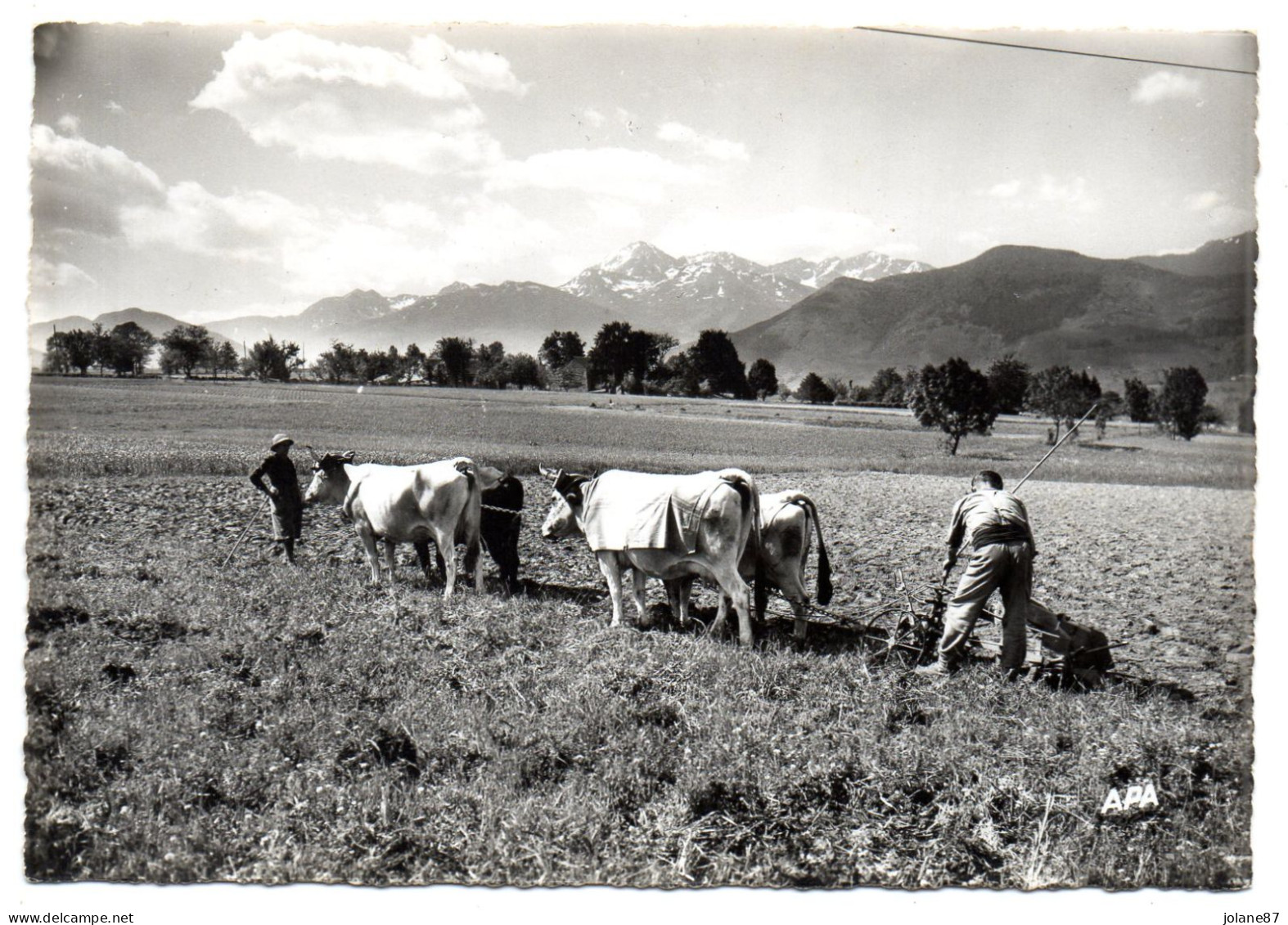 CPSM    SCENE DE LABOUR DOMINEE PAR LE PIC DU MIDI    -      ATTELAGE DE BOEUFS - Attelages