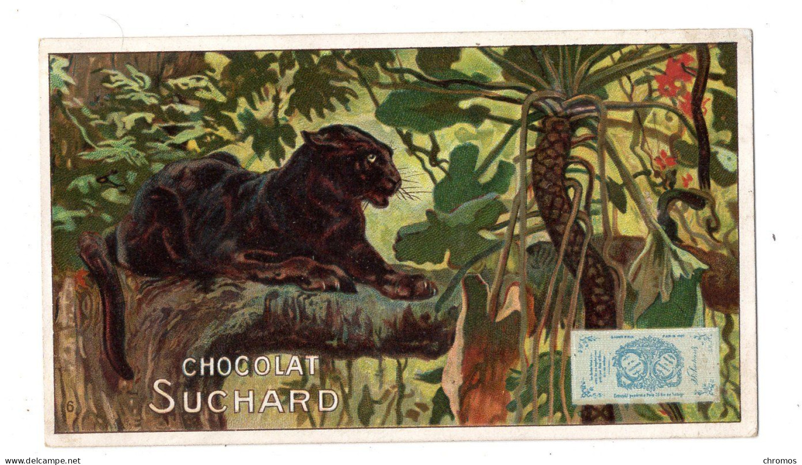 Chromo Chocolat Suchard, 142 / 6, Animaux Sauvages, Panthère - Suchard