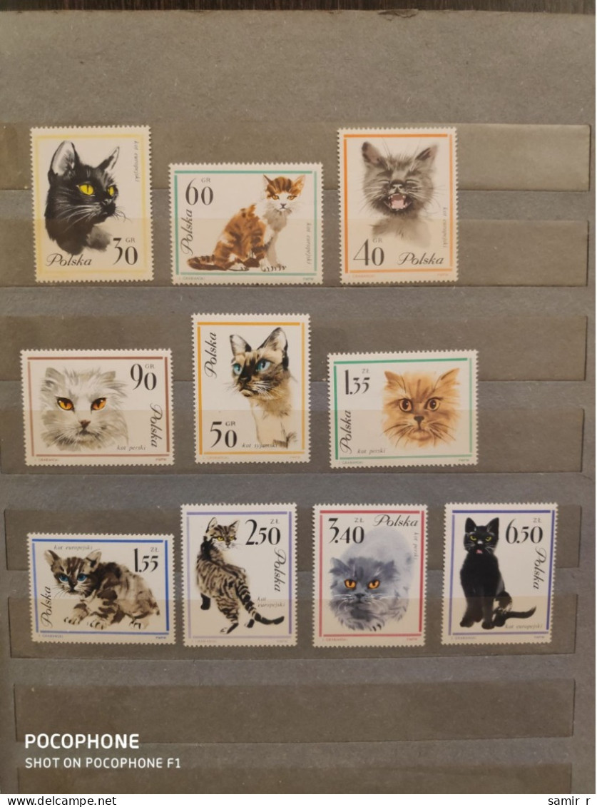 1964	Poland	Cats (F88) - Nuevos