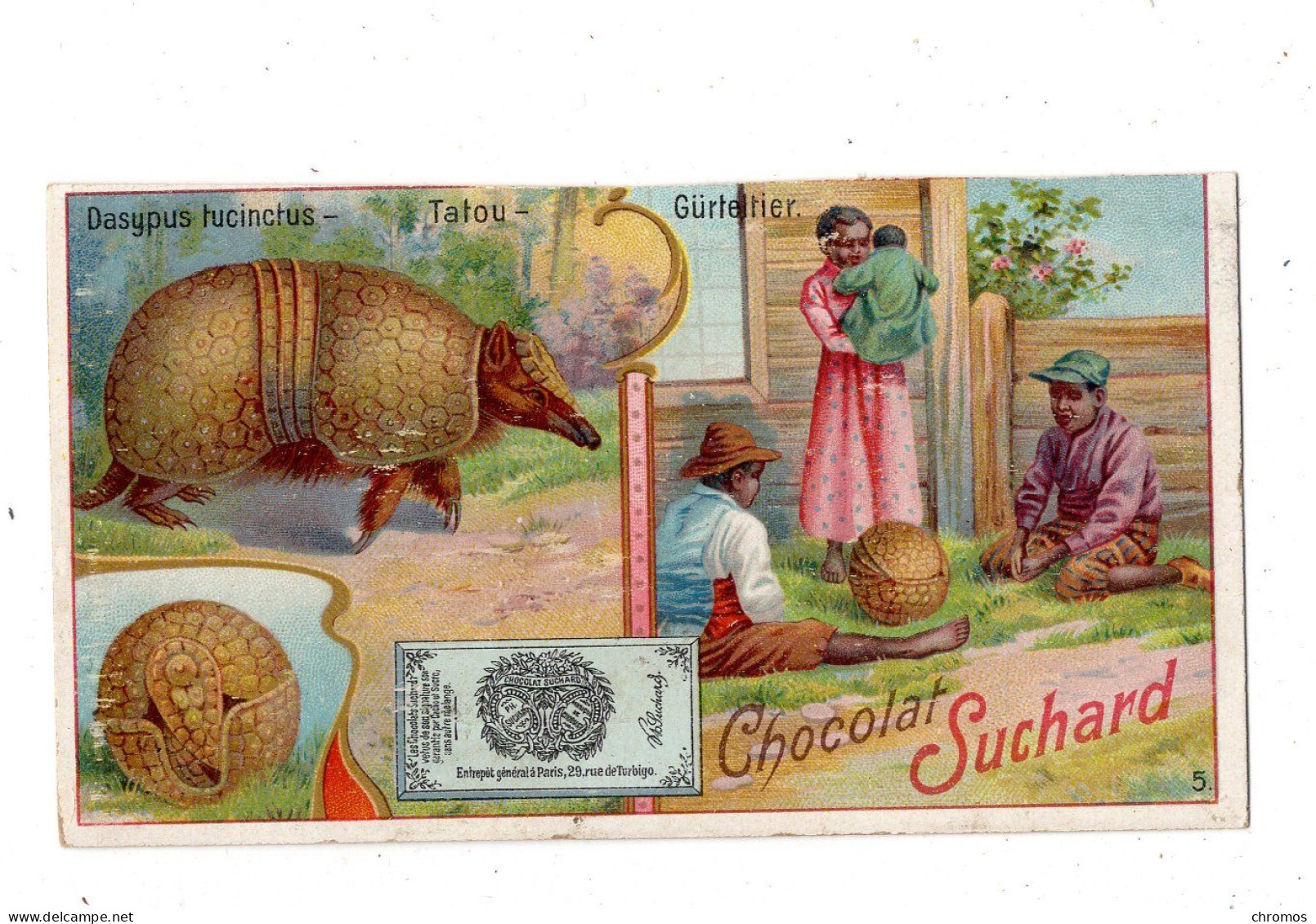 Chromo Chocolat Suchard, S 175 / 5, Animaux De Nuit, Tatou - Suchard