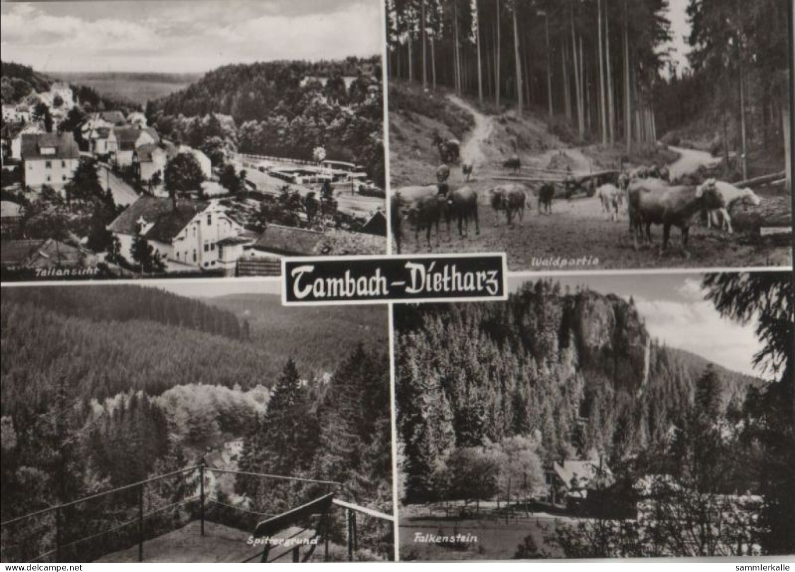 45683 - Tambach-Dietharz - U.a. Waldpartie - 1977 - Tambach-Dietharz