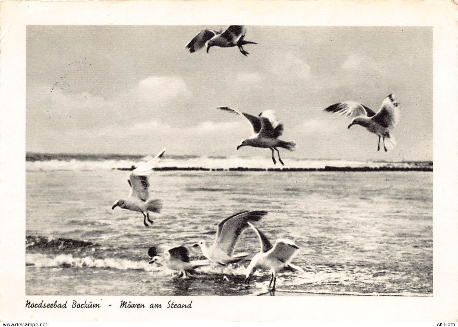 Nordseebad Borkum - Möwen Am Strand - Borkum