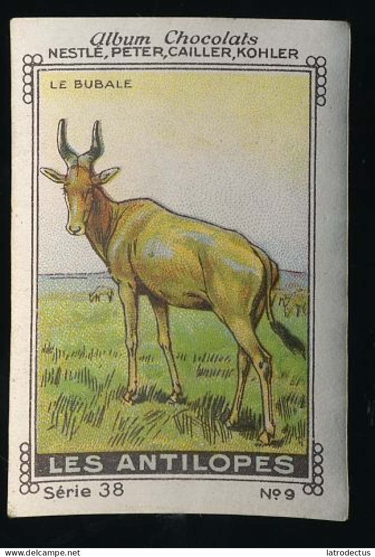 Nestlé - 38 - Les Antilopes, Antelopes - 9 - Le Bubale, Hartebeest - Nestlé