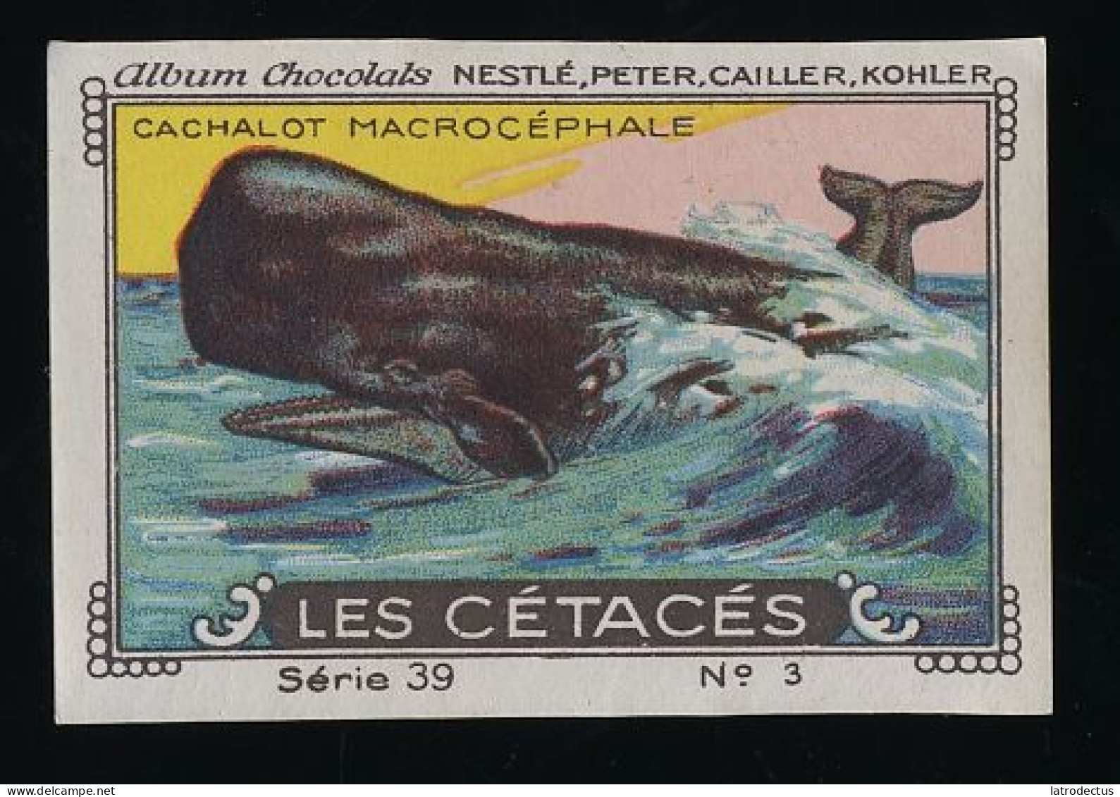 Nestlé - 39 - Les Cétacés, Cetacea - 3 - Cachalot Macrocéphale, Sperm Whale - Nestlé