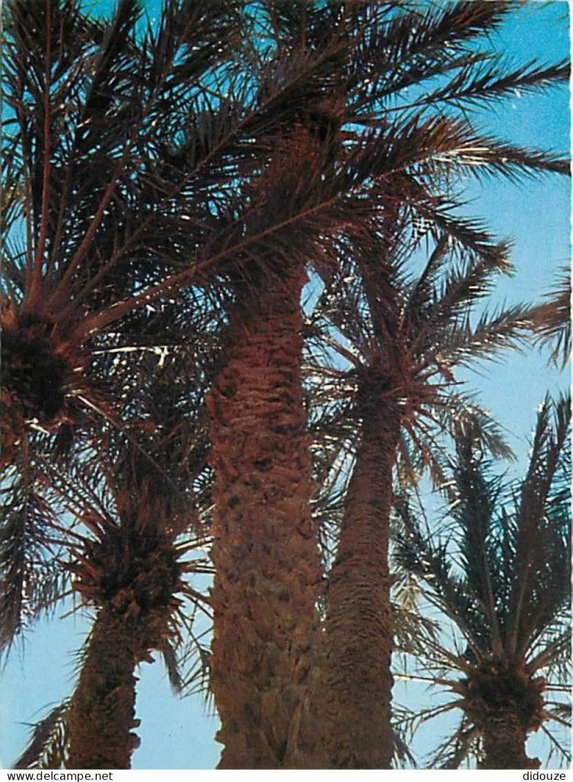 Algérie - Bechar - Saoura - Palmier Dans L'oued Béchar - CPM - Voir Scans Recto-Verso - Bechar (Colomb Béchar)