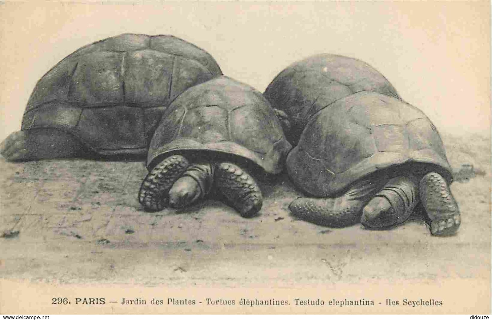 Animaux - Tortues éléphantines - Jardin Des Plantes De Paris - Zoo - CPM - Carte Neuve - Voir Scans Recto-Verso - Turtles