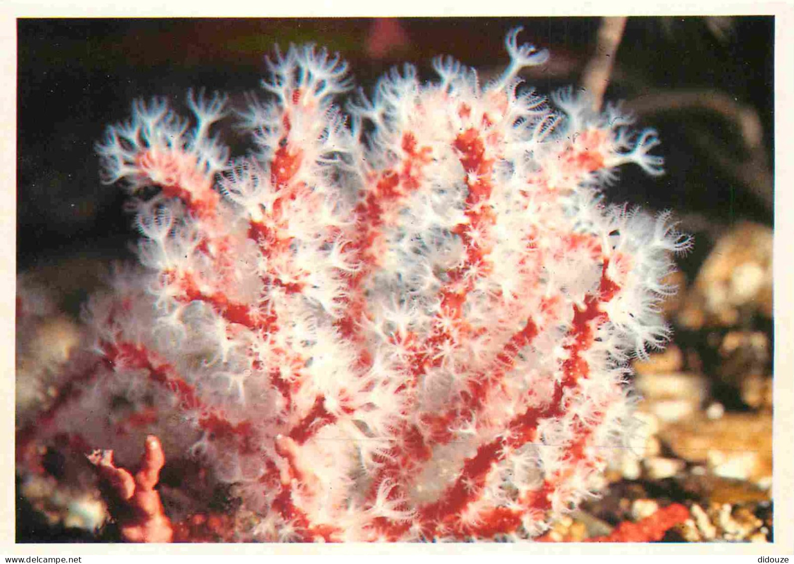 Animaux - Poissons - Aquarium De La Rochelle - 2 - Corallium Rubrum - Méditerranée - CPM - Voir Scans Recto-Verso - Pescados Y Crustáceos