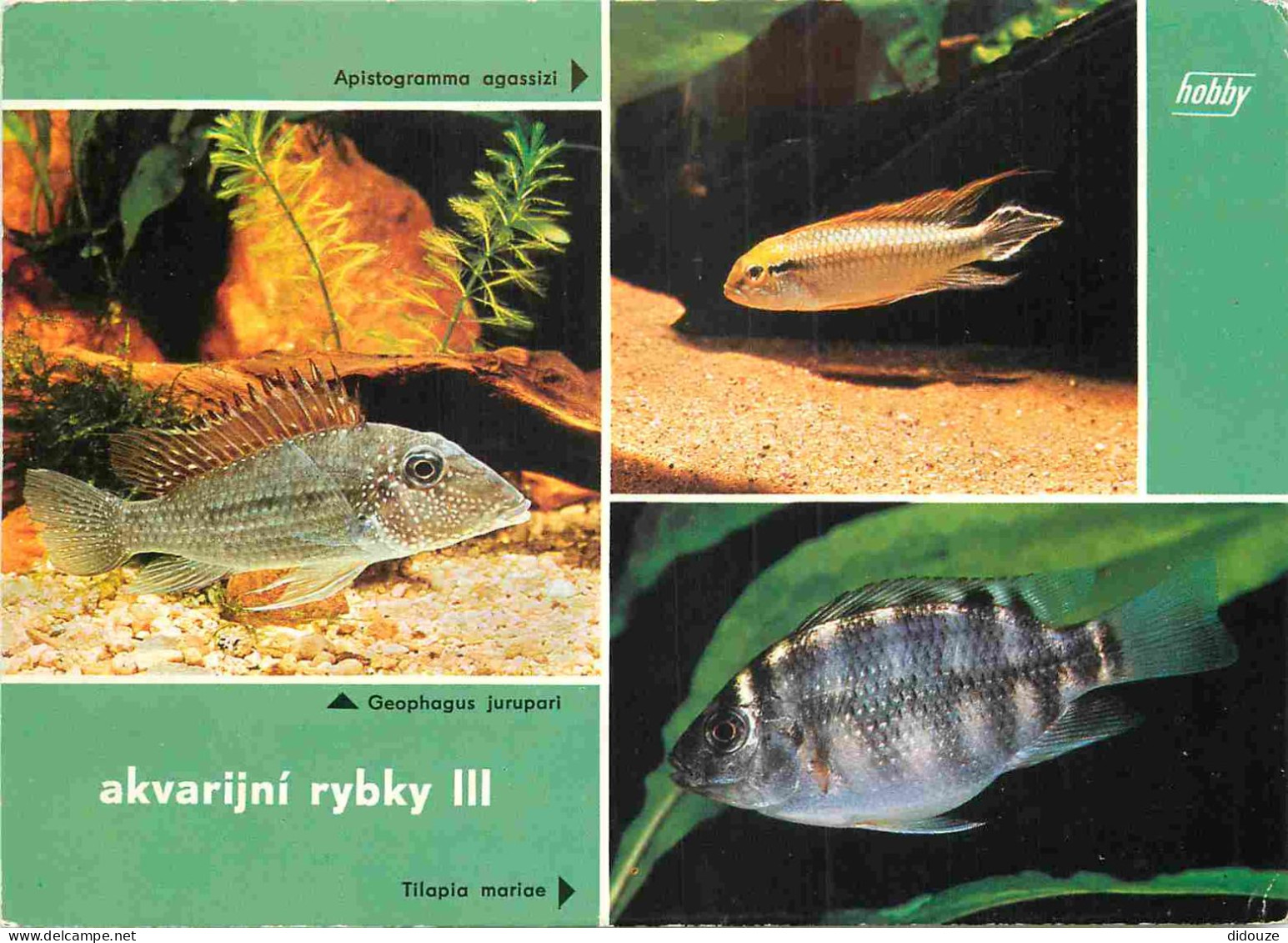 Animaux - Poissons - Hobby Pohlednice - Akvarijni Rybky III - Multivues - CPM - Voir Scans Recto-Verso - Poissons Et Crustacés