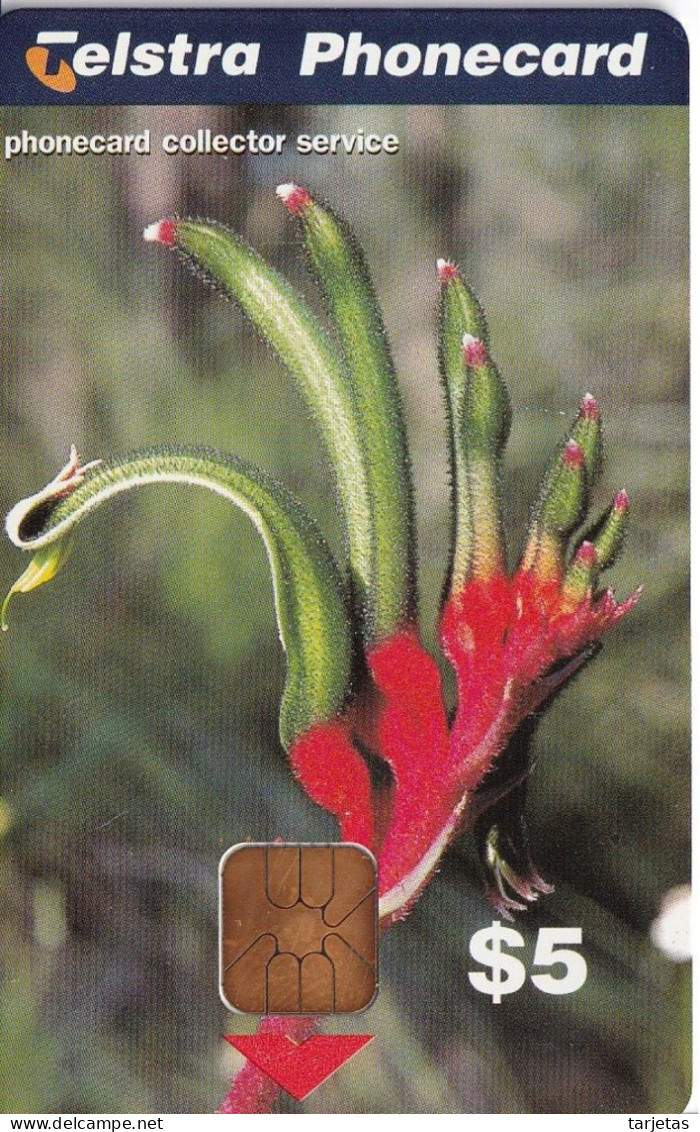 TARJETA DE AUSTRALIA DE UNA FLOR DE TIRADA 800  (FLOR -FLOWER) - Neuseeland