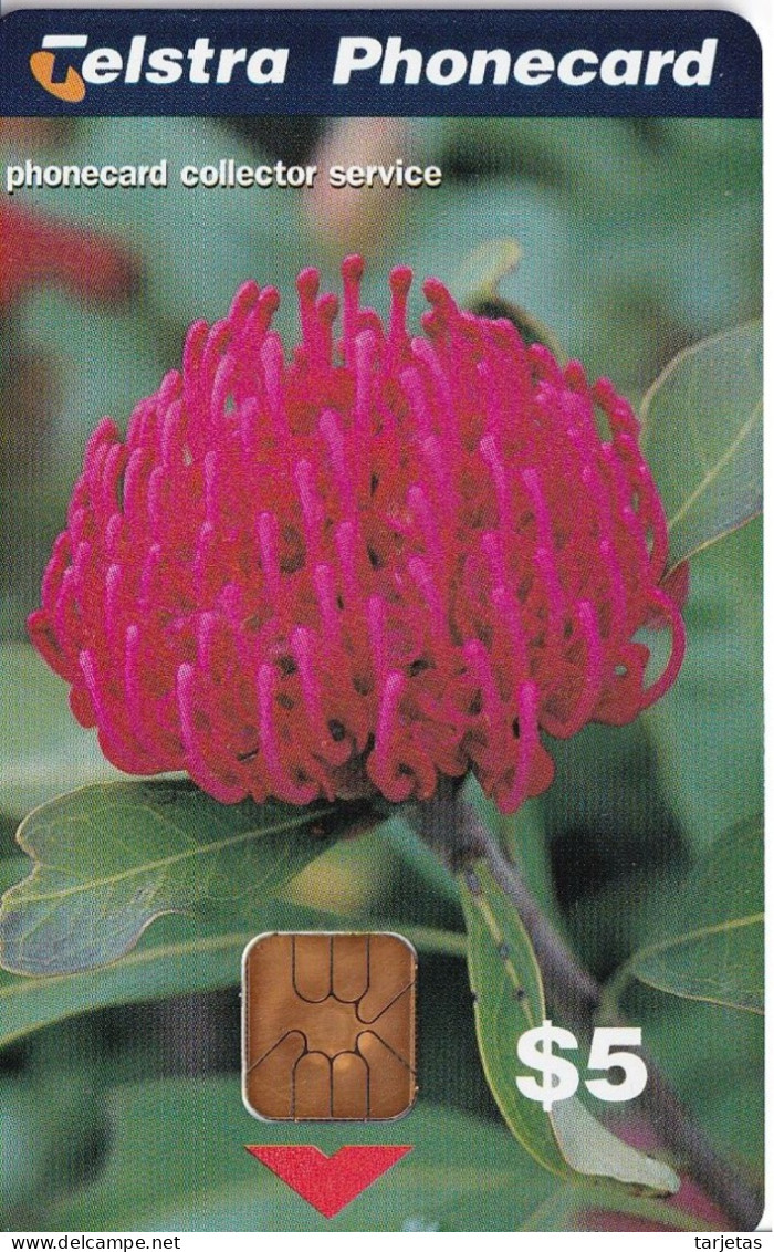 TARJETA DE AUSTRALIA DE UNA FLOR DE TIRADA 800  (FLOR -FLOWER) - Nueva Zelanda