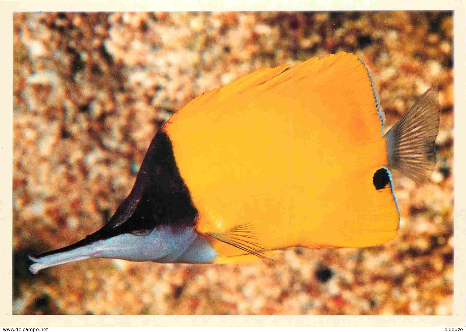 Animaux - Poissons - Aquarium De La Rochelle - 4 - Forcipiger Longirostris - Indo-Pacifique - CPM - Voir Scans Recto-Ver - Fish & Shellfish