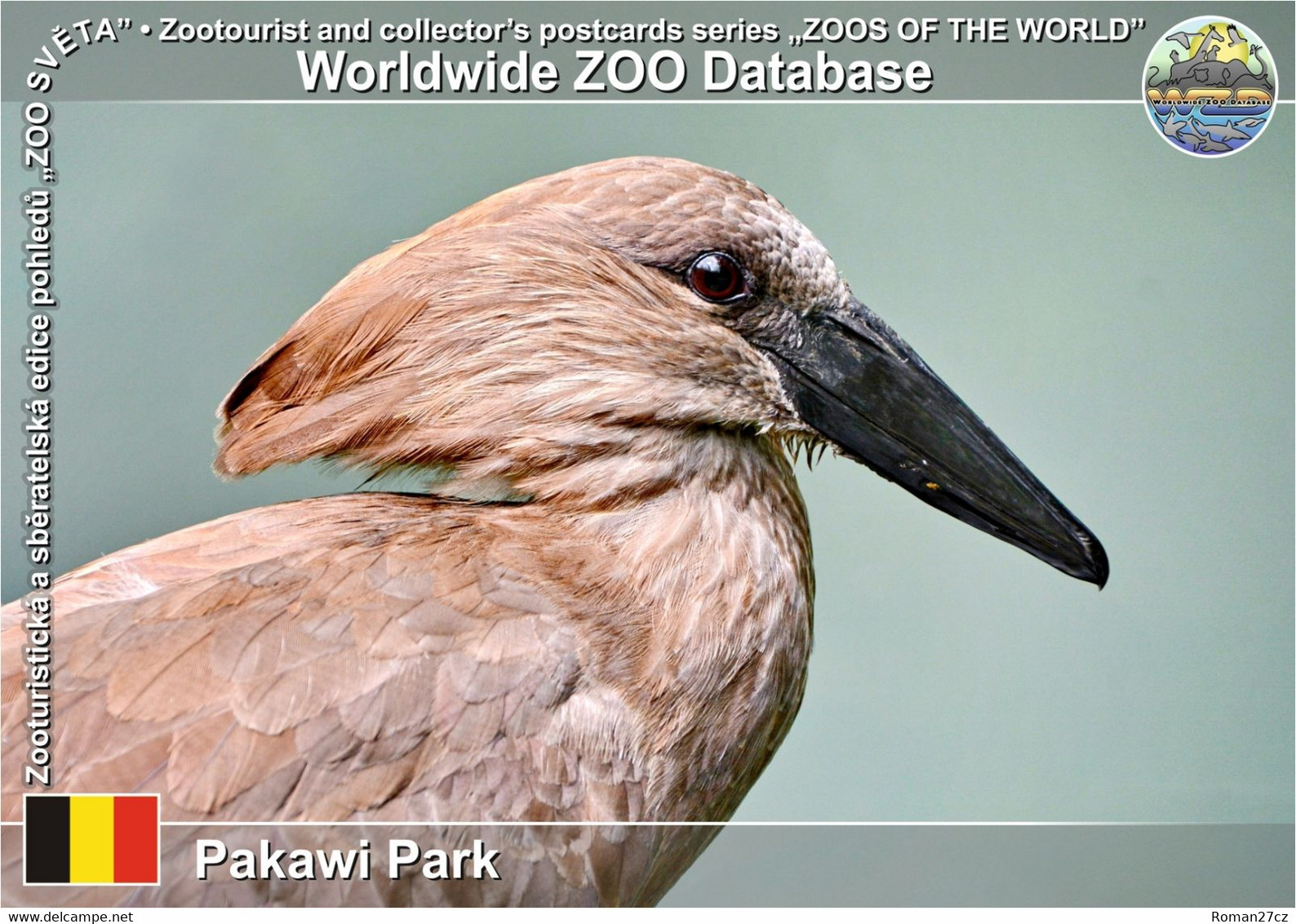 01300 Pakawi Park, BE - Hamerkop (Scopus Umbretta) - Balen