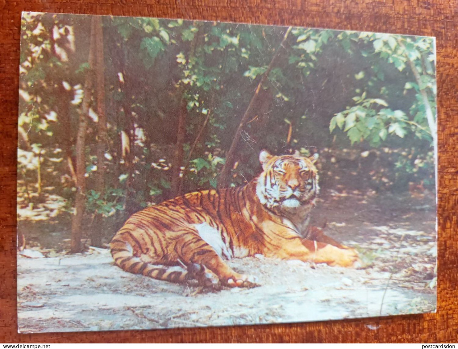 Chinese Tiger In Moscow Zoo - Old Postcard 1982 - Tigri