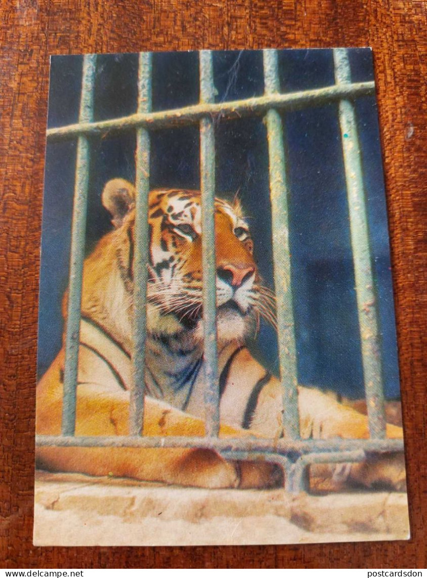 Tiger - KIEV ZOO -  Old Soviet PC 1972 - Tigres