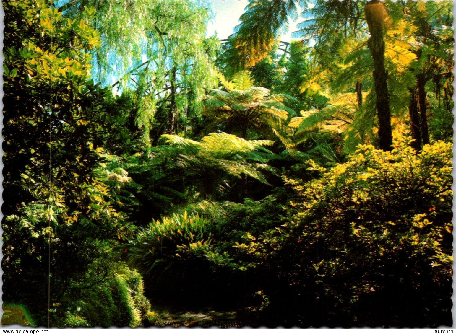 2-4-2024 (4 Y 44) Australia - VIC  Bulga National Park (fern & Trees) - Sonstige & Ohne Zuordnung