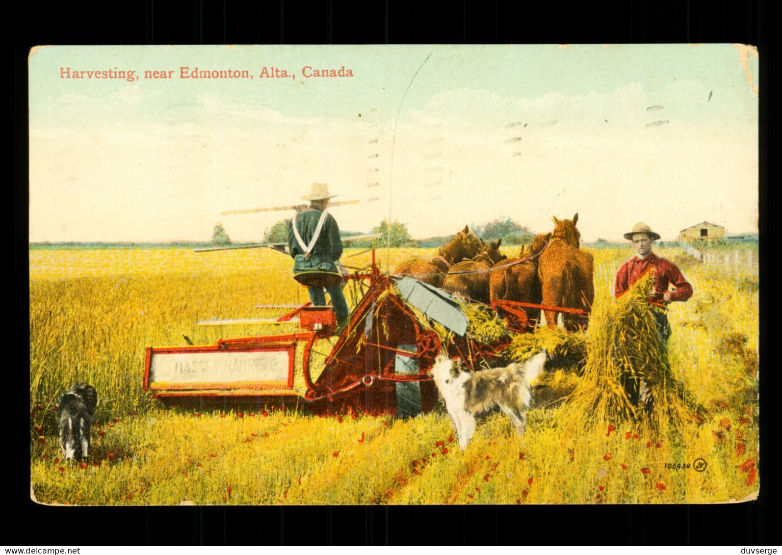 Canada Alberta  Near Edmonton Harvesting Moisson - Edmonton