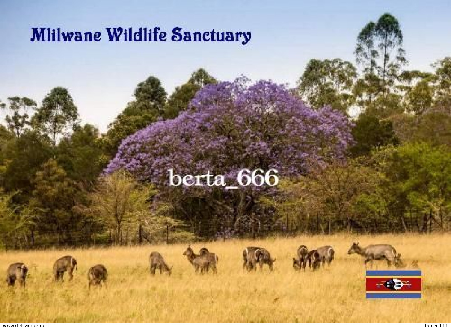 Eswatini Mlilwane Wildlife Sanctuary Swaziland New Postcard - Swazilandia