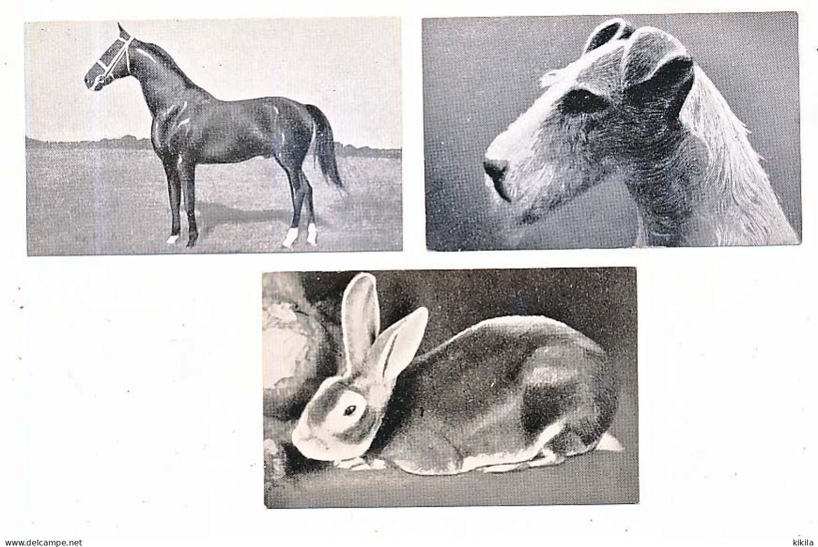 3 Photographies D' Animaux  Distribuée Par Le Chocolat CEMOI De Grenoble Images N° 12-54-83 De L'album N° 8 "Les Bêtes* - Chocolade