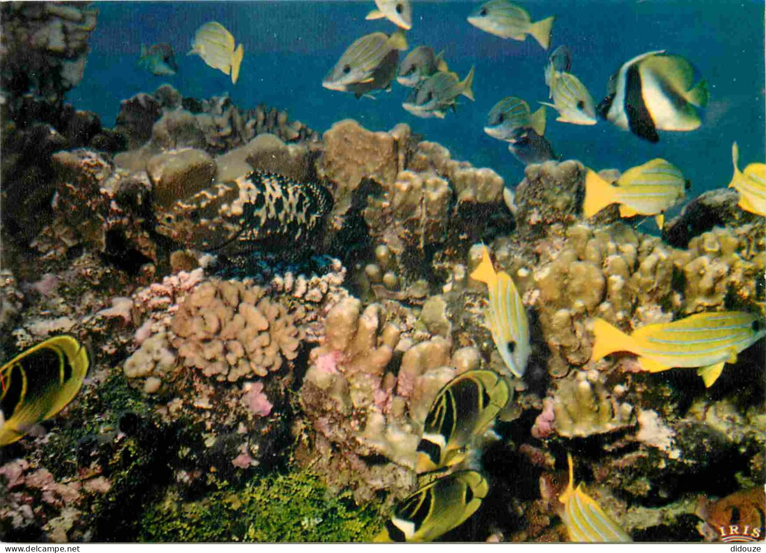 Animaux - Poissons - Poissons Des Tropiques - Jardin De Corail - Coral Garden - CPM - Voir Scans Recto-Verso - Poissons Et Crustacés