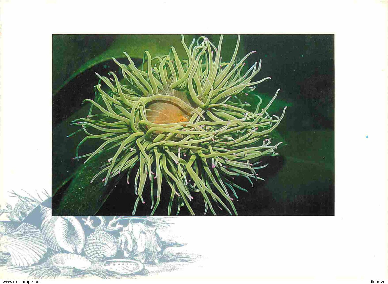 Animaux - Poissons - Anémone Verte - Anemonia Viridis - CPM - Voir Scans Recto-Verso - Poissons Et Crustacés