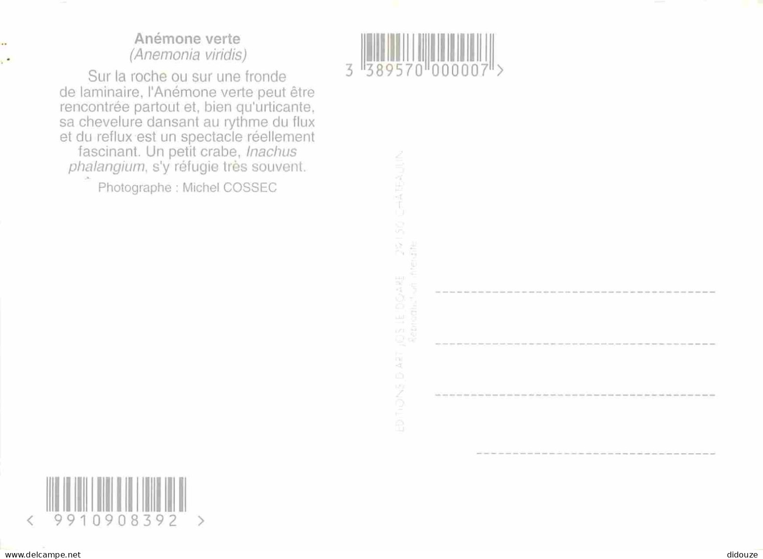 Animaux - Poissons - Anémone Verte - Anemonia Viridis - CPM - Voir Scans Recto-Verso - Pesci E Crostacei