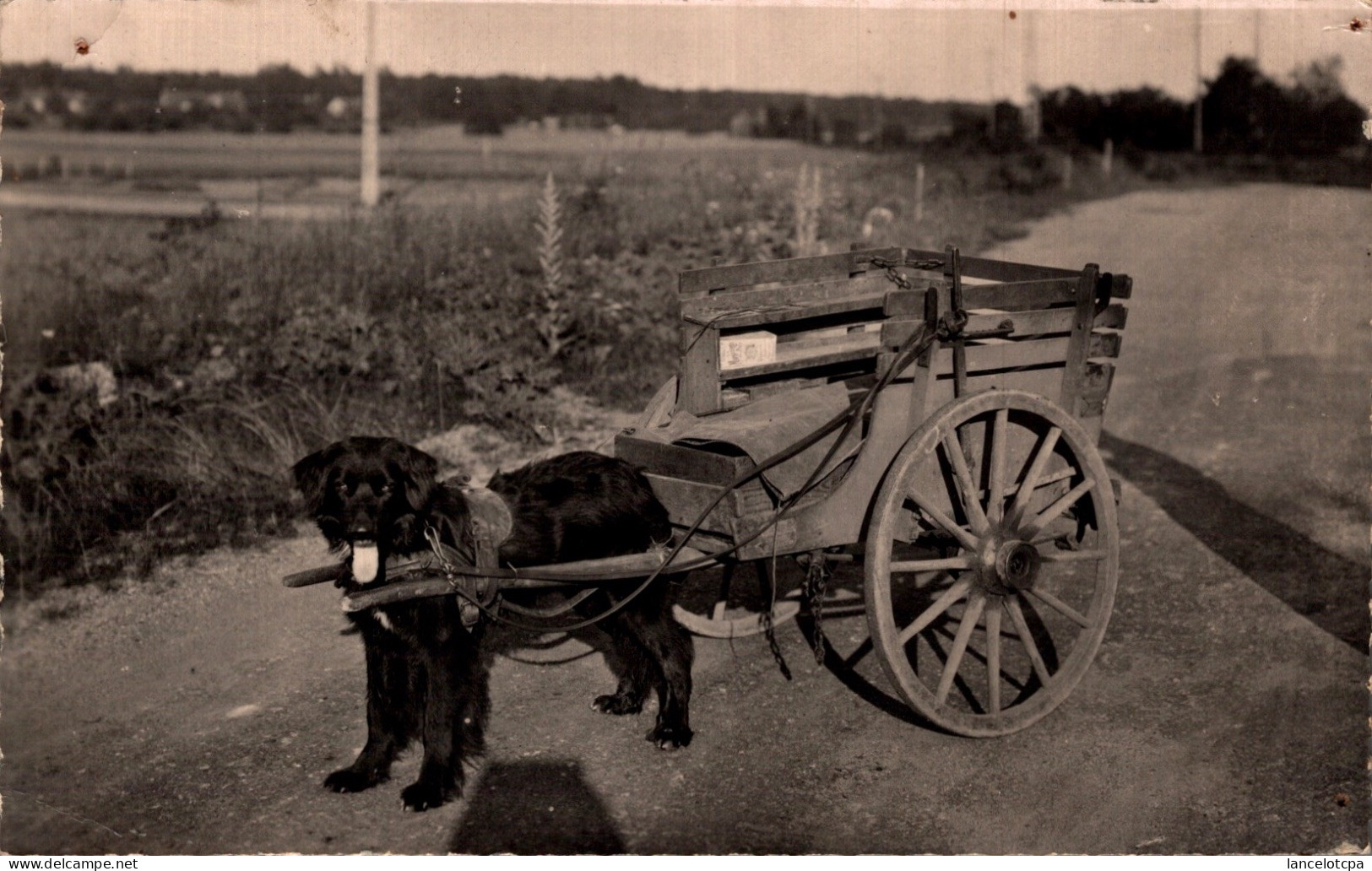 45 - OUZOUER SUR LOIRE / ATTELAGE A CHIEN - Ouzouer Sur Loire