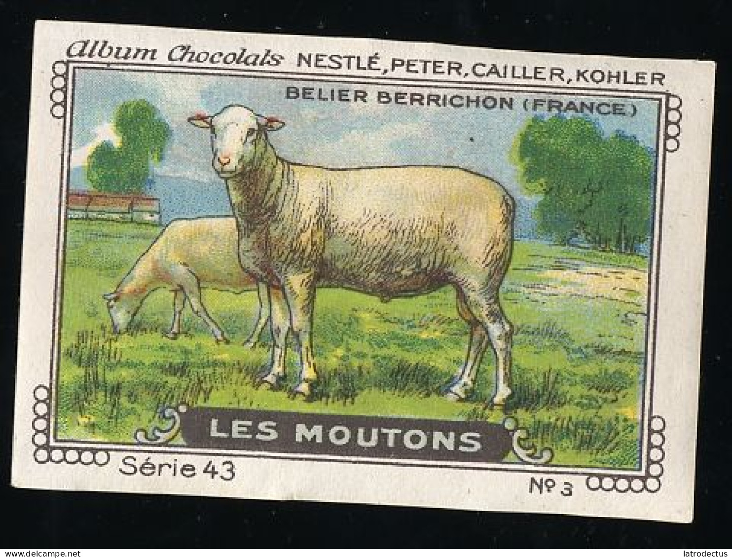 Nestlé - 43 - Les Moutons, Sheep - 3 - Belier Berrichon (France) - Nestlé