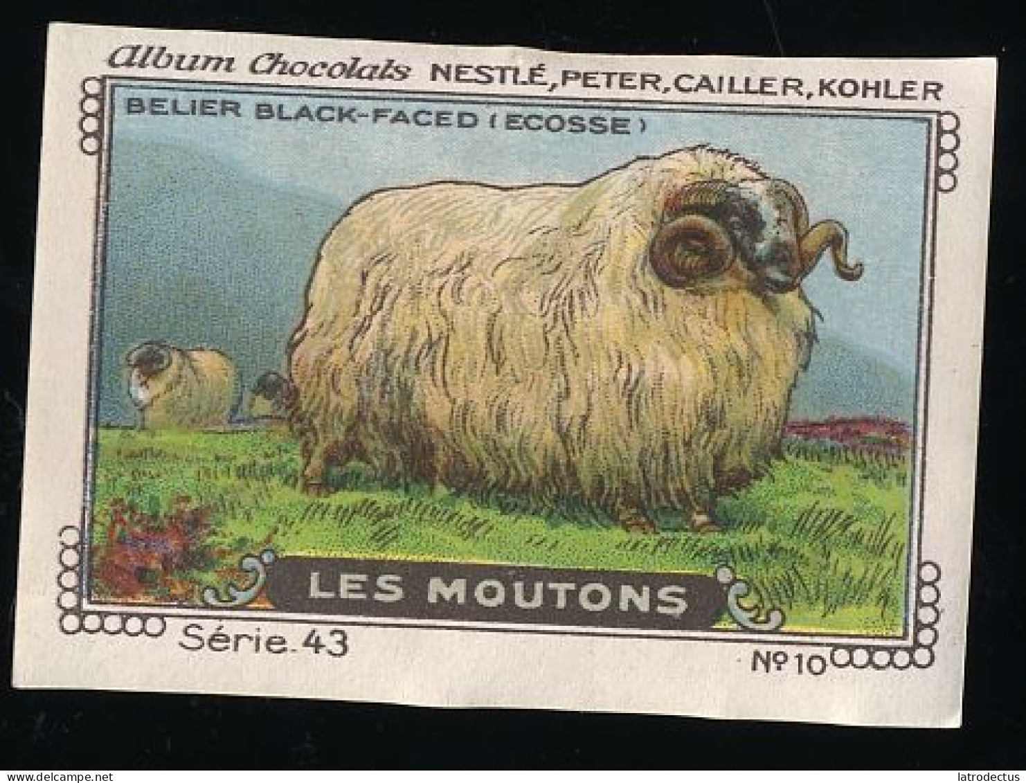 Nestlé - 43 - Les Moutons, Sheep - 10 - Belier Black-faced (Ecosse) - Nestlé