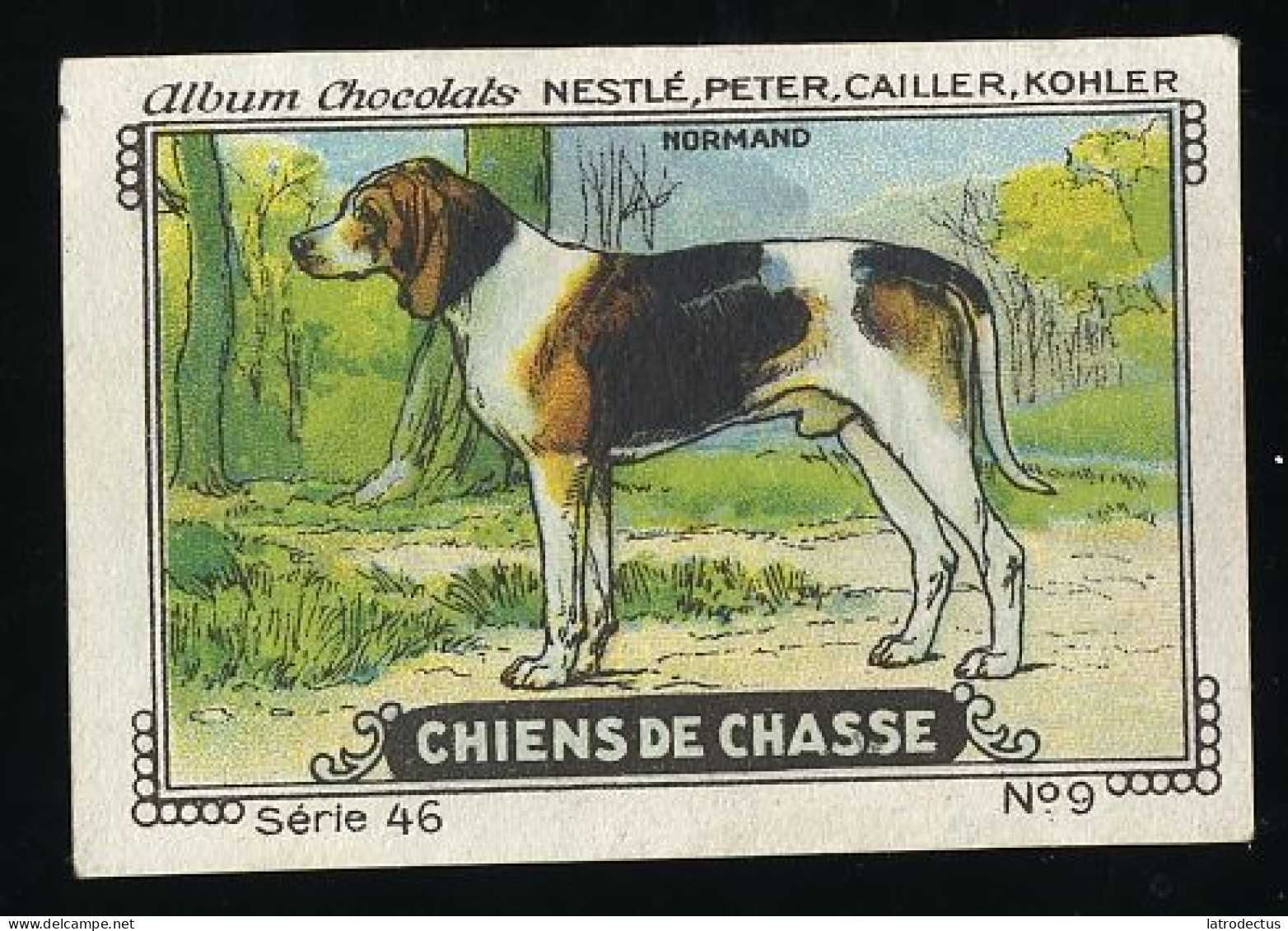 Nestlé - 46 - Chiens De Chasse, Hunting Dogs - 9 - Normand, Basset Artésien Normand, Norman Artesian Basset - Nestlé