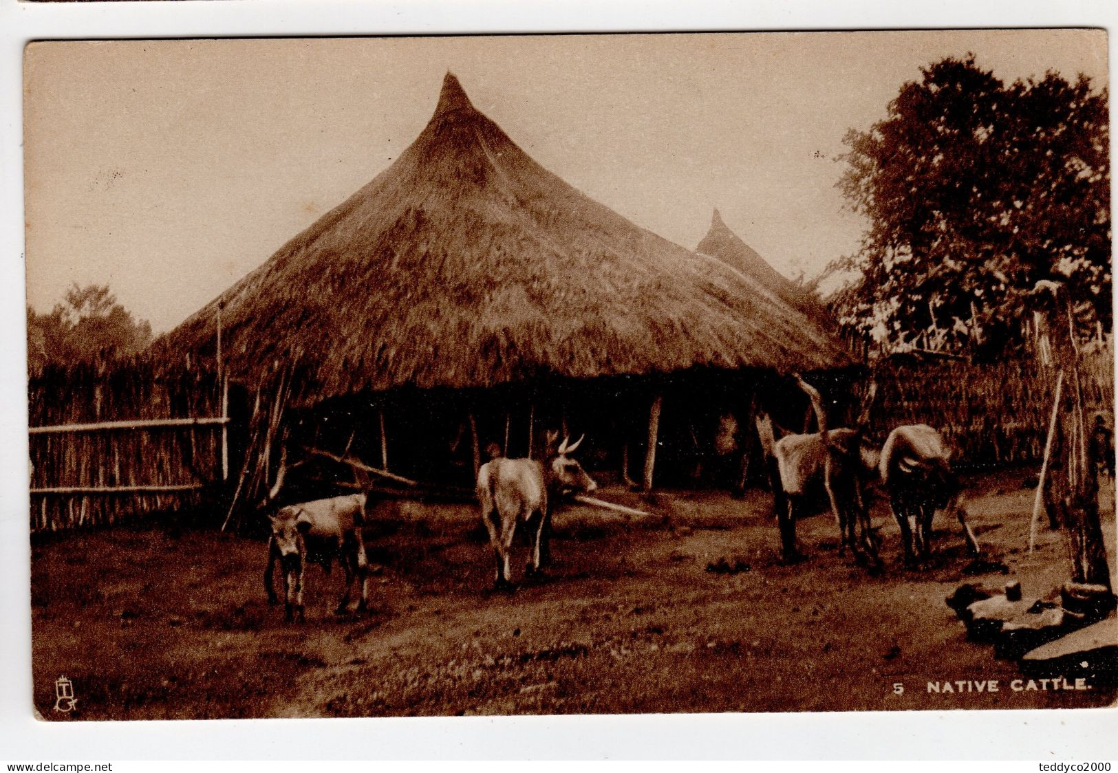 TUCK'S POST CARD 5 Native Cattle - Tuck, Raphael