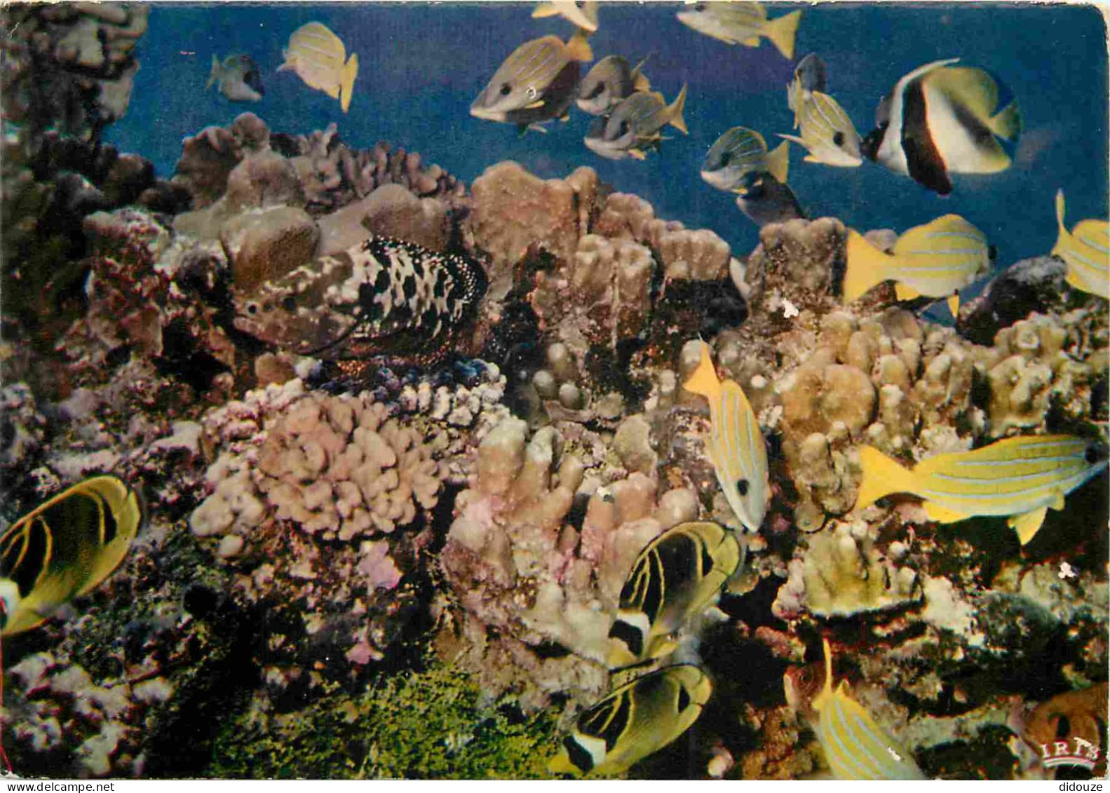 Animaux - Poissons - Poissons Des Tropiques - Jardin De Corail - Coral Garden - CPM - Voir Scans Recto-Verso - Pesci E Crostacei