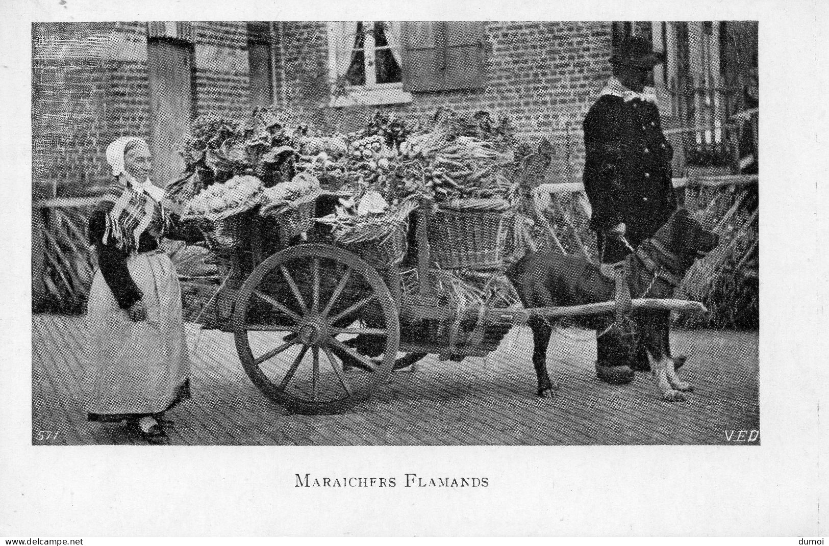 Maraichers Flamands  -  Attelage Chien - Street Merchants