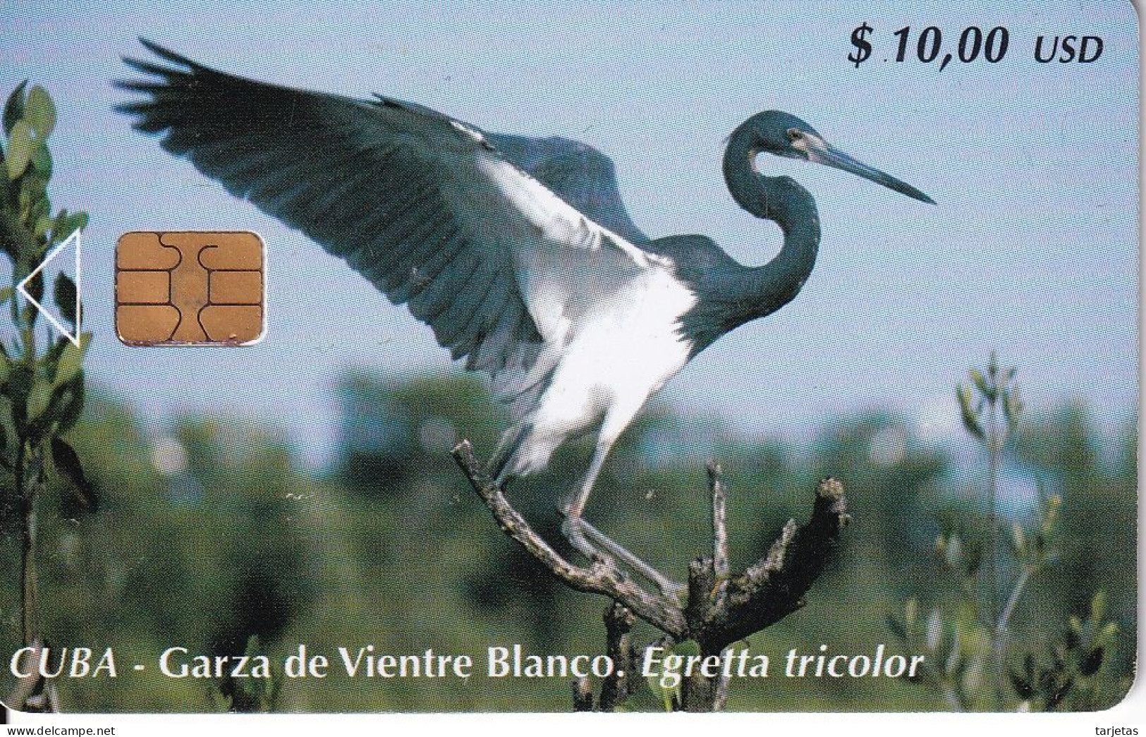 185 TARJETA DE CUBA DE UNA GARZA DE VIENTRE BLANCO (BIRD-PAJARO) - Kuba