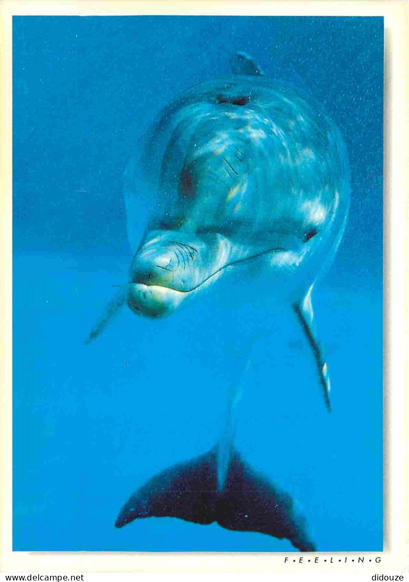 Animaux - Dauphin - Dolphin - CPM - Voir Scans Recto-Verso - Delfines