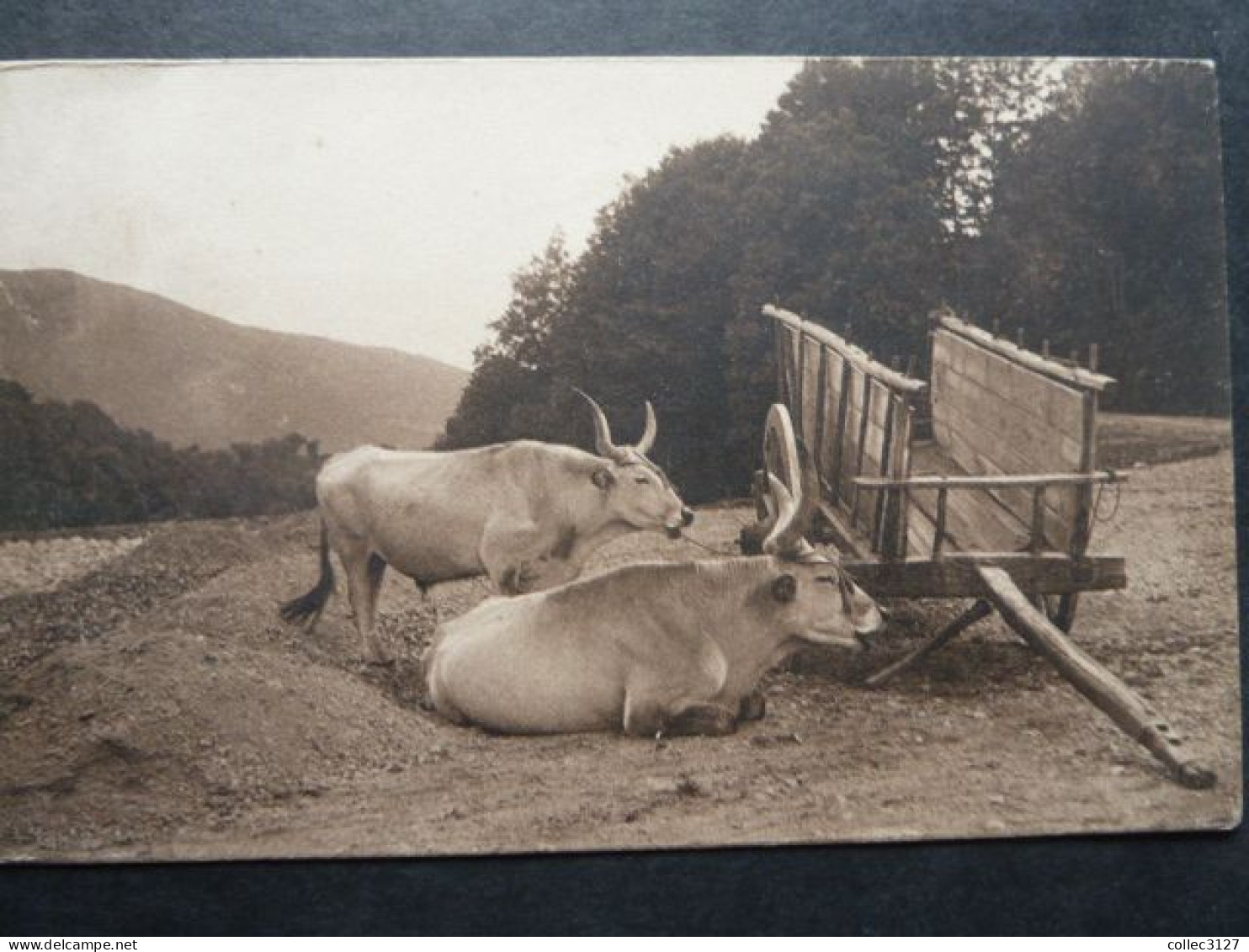 F33 - Carte Non Légendée Made In Italy - Boeufs Au Repos Près De Leur Attelage - Attelages