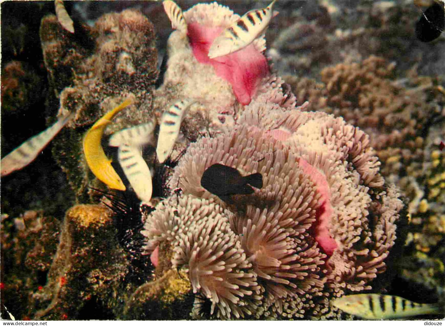 Animaux - Poissons - Poissons Des Tropiques - Jardin De Corail - Coral Garden - CPM - Voir Scans Recto-Verso - Vissen & Schaaldieren