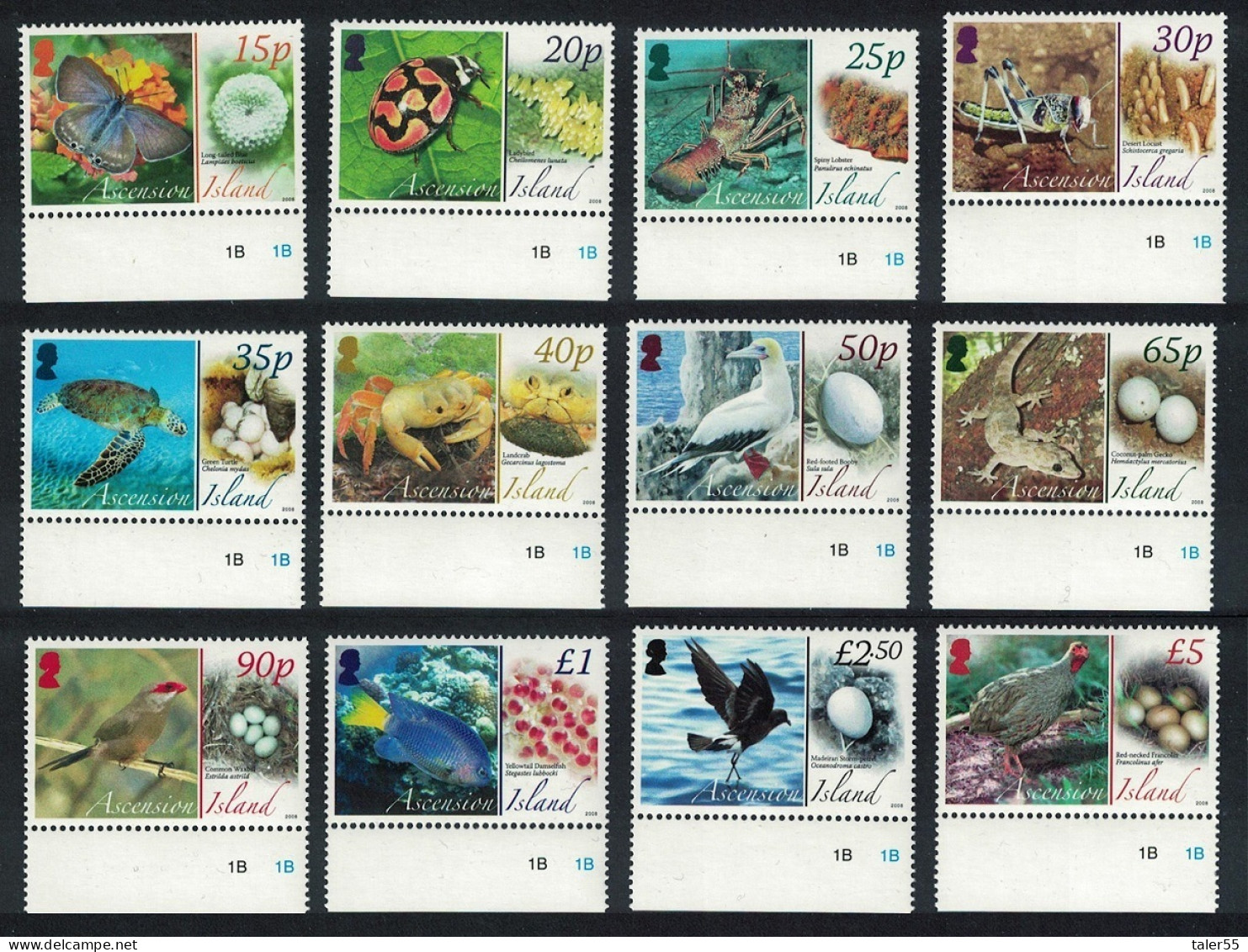 Ascension Birds Butterflies Fauna And Their Eggs 12v Margins 2007 MNH SG#987-998 MI#1021-1032 - Ascension